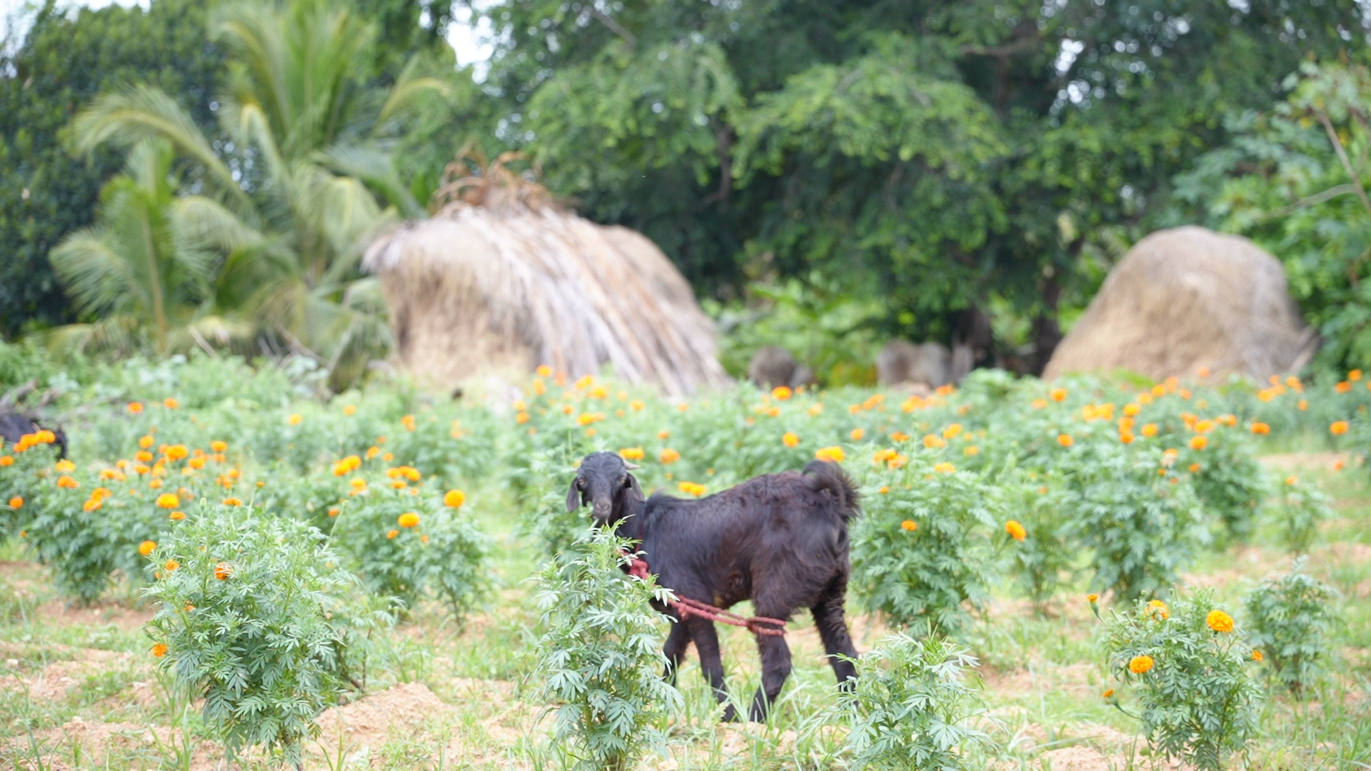 Farm life at Akshaya Farmlands