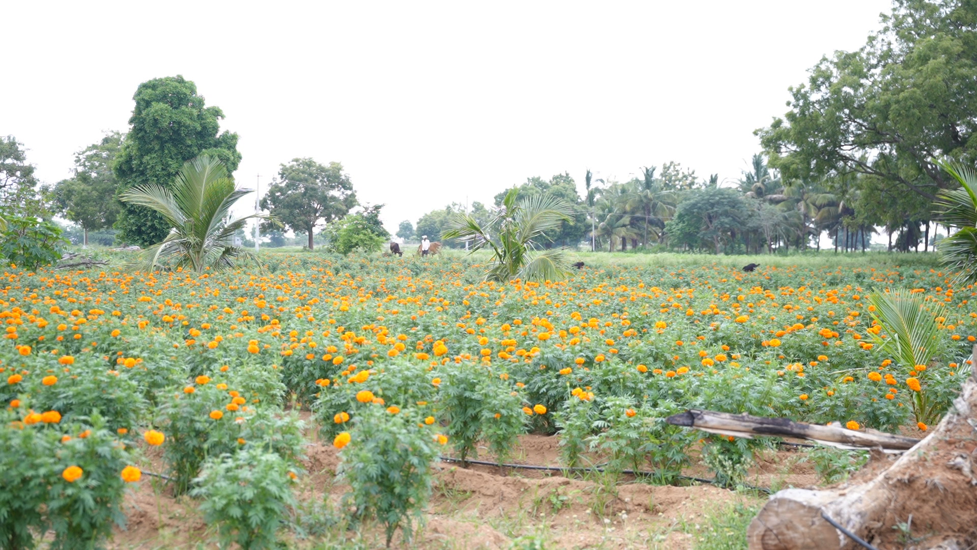 Marigold flower field at Akshaya Farmlands